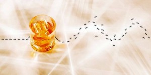Ants vs Whiskey